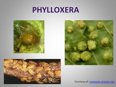 phylloxera.jpg
